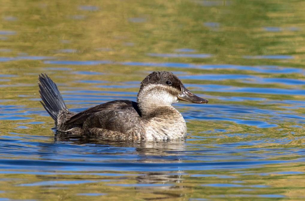 Ruddy Duck by Mick Thompson1 is licensed under CC BY-NC 2.0.